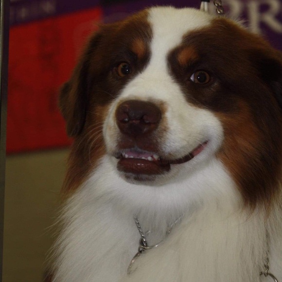 Meet your Posher, Lenny - Picture 1 of 1